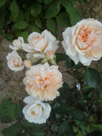 MARY_MAGDALENE_ - 2016 Trandafiri