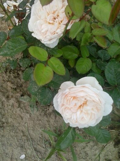 20160531_154359 - 2016 Trandafiri