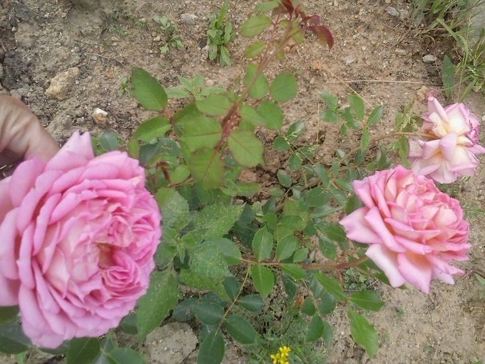 jubilee celebration - 2016 Trandafiri