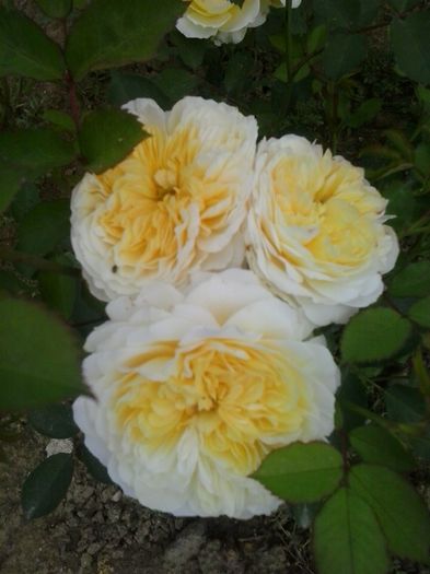 the pilgrim - 2016 Trandafiri