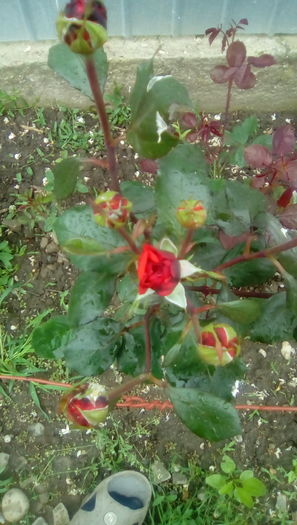 IMG_20160516_113515 - TRANDAFIRII MEI