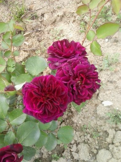 20160531_154429 - 2016 Trandafiri