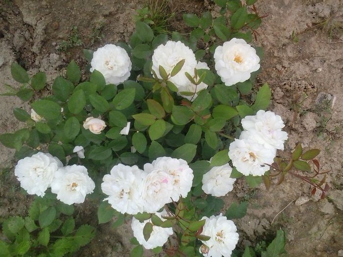 glamis castle - 2016 Trandafiri