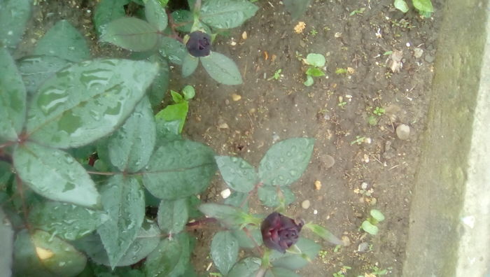 IMG_20160516_113448 - TRANDAFIRII MEI