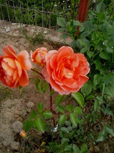 pat austin - 2016 Trandafiri