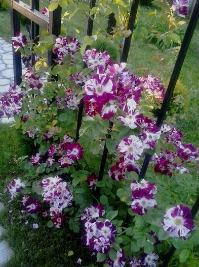 purple splash - 2016 Trandafiri