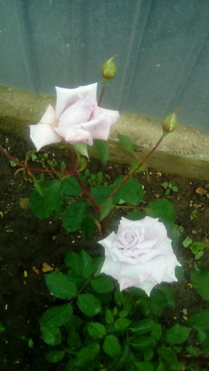 IMG_20160516_113424 - TRANDAFIRII MEI