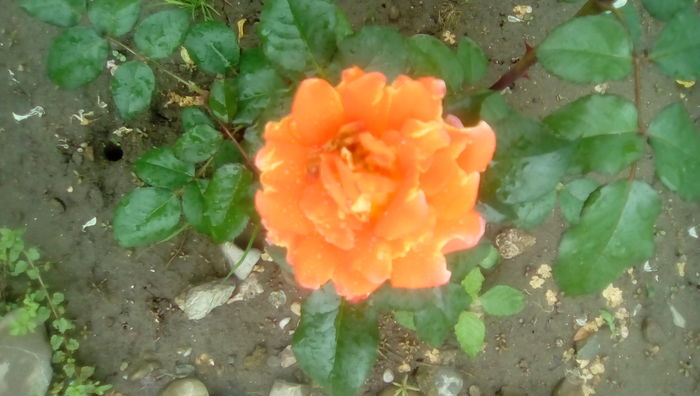 IMG_20160516_113415 - TRANDAFIRII MEI