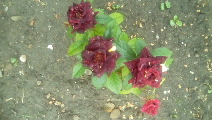 IMG_20160516_113402 - TRANDAFIRII MEI