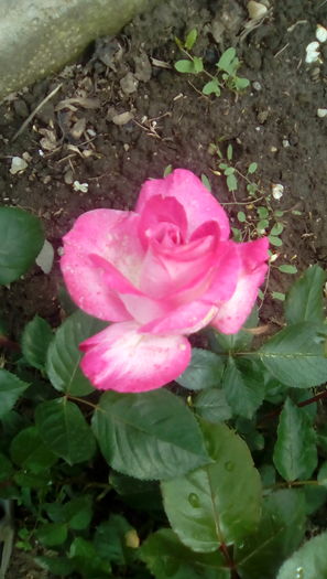 IMG_20160510_110059 - TRANDAFIRII MEI