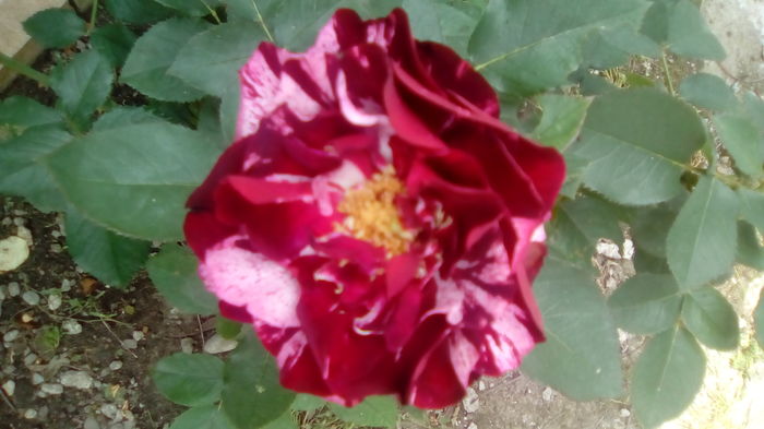 IMG_20160603_144221 - TRANDAFIRII MEI