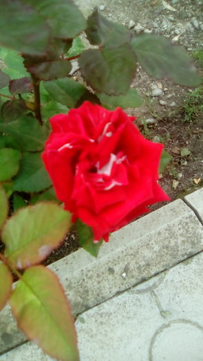 IMG_20160603_144212 - TRANDAFIRII MEI