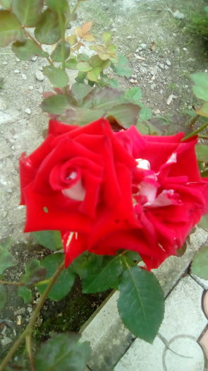 IMG_20160603_144159 - TRANDAFIRII MEI