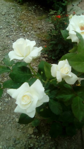 IMG_20160603_144146 - TRANDAFIRII MEI