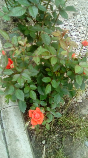 IMG_20160603_144123 - TRANDAFIRII MEI