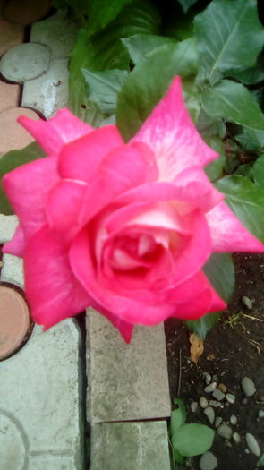 IMG_20160603_144055 - TRANDAFIRII MEI