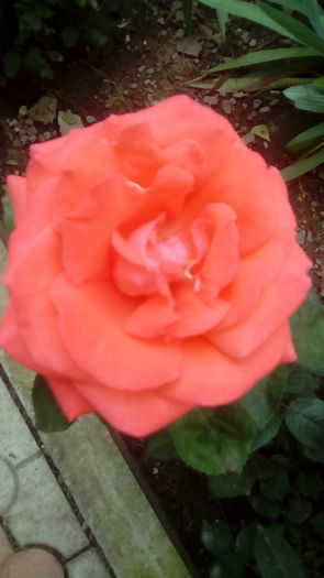 IMG_20160603_144048 - TRANDAFIRII MEI