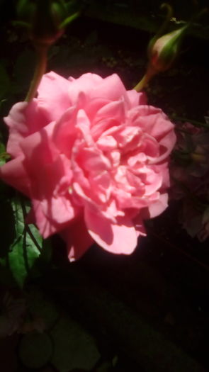 IMG_20160603_143827 - TRANDAFIRII MEI