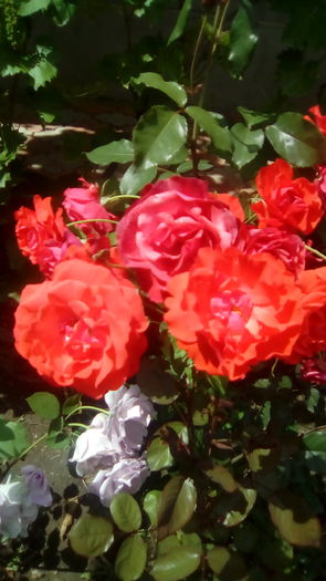 IMG_20160603_143754 - TRANDAFIRII MEI