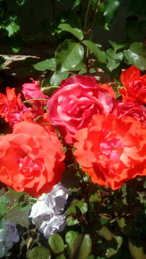 IMG_20160603_143751 - TRANDAFIRII MEI