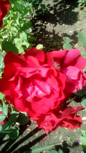 IMG_20160603_143736 - TRANDAFIRII MEI