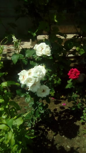 IMG_20160603_143714 - TRANDAFIRII MEI