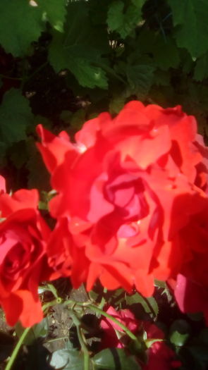 IMG_20160603_143642 - TRANDAFIRII MEI