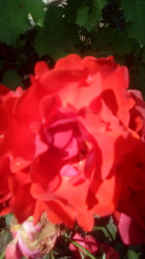 IMG_20160603_143632 - TRANDAFIRII MEI