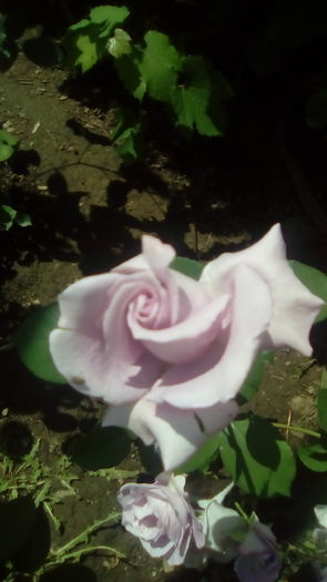 IMG_20160603_143609 - TRANDAFIRII MEI