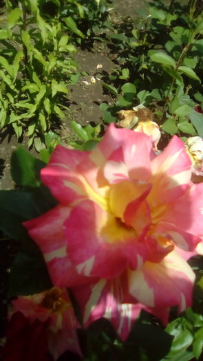 IMG_20160603_143544 - TRANDAFIRII MEI