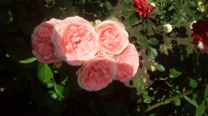 IMG_20160603_143534 - TRANDAFIRII MEI