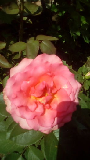 IMG_20160603_143521 - TRANDAFIRII MEI