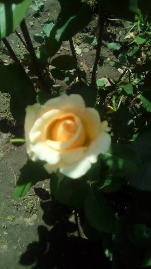 IMG_20160603_143452 - TRANDAFIRII MEI