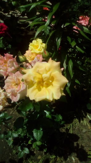 IMG_20160603_143440 - TRANDAFIRII MEI