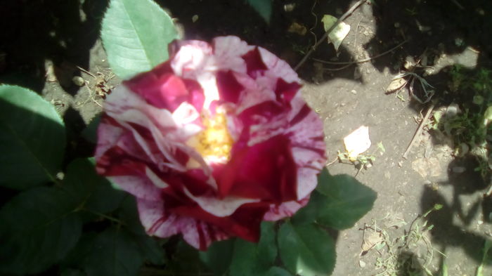 IMG_20160603_143434 - TRANDAFIRII MEI