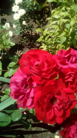 IMG_20160603_143415 - TRANDAFIRII MEI