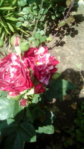 IMG_20160603_143355 - TRANDAFIRII MEI