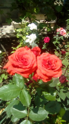 IMG_20160603_143340 - TRANDAFIRII MEI