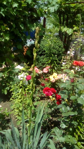 IMG_20160603_143334 - TRANDAFIRII MEI