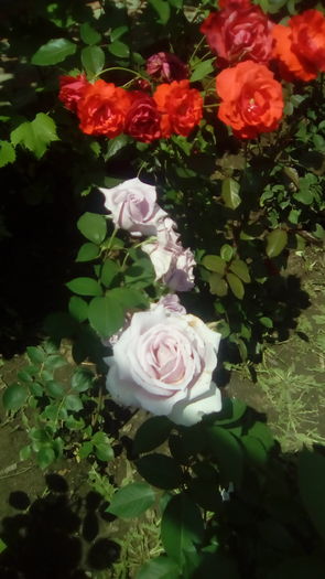 IMG_20160603_143307 - TRANDAFIRII MEI