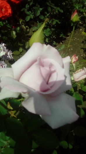 IMG_20160603_143302 - TRANDAFIRII MEI