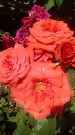 IMG_20160603_143257 - TRANDAFIRII MEI