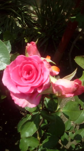 IMG_20160603_143238 - TRANDAFIRII MEI