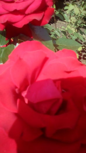 IMG_20160603_143150 - TRANDAFIRII MEI