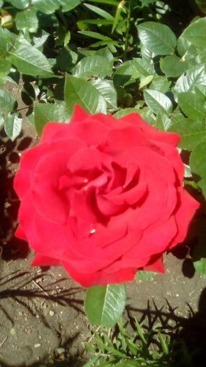 IMG_20160603_143139 - TRANDAFIRII MEI