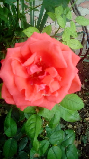 IMG_20160603_143046 - TRANDAFIRII MEI