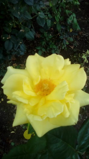 IMG_20160603_143032 - TRANDAFIRII MEI