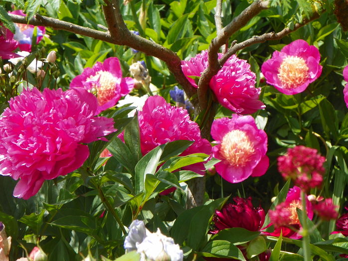 Edulis Superba si Largo
