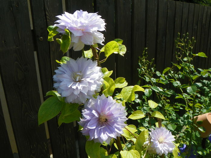 Belle of Woking