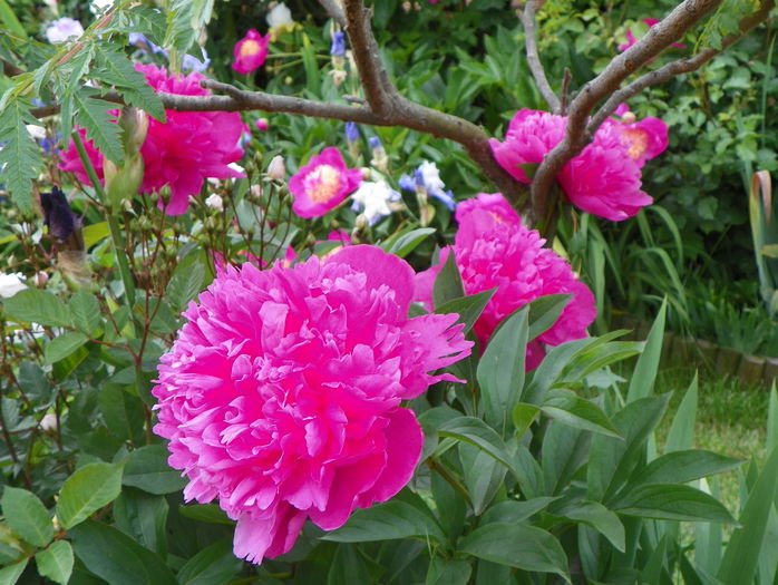 Edulis Superba